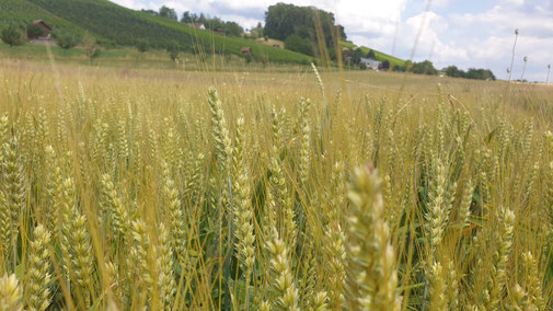 Biodynamisch#Bio Weizen#Bio Mehl#Bio Landwirtschaft#Demeter