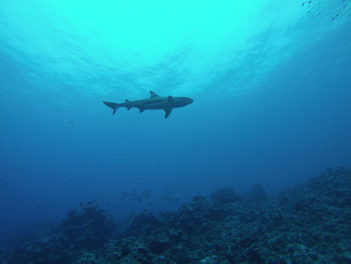 Rencontre avec le requin