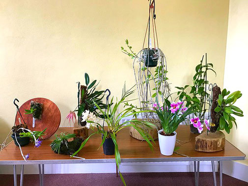 Orchids on Display at an Orchid Care and Repotting Workshop