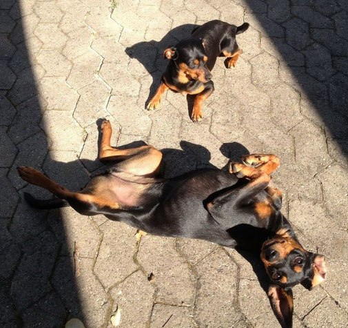 Rufus und Frieda beim Sonnenbaden ;-))