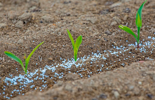 Junge Maispflänzchen mit Düngerkörnern. © Stockr - stock.adobe.com