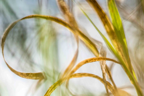 Abstrahierte Naturfotografie