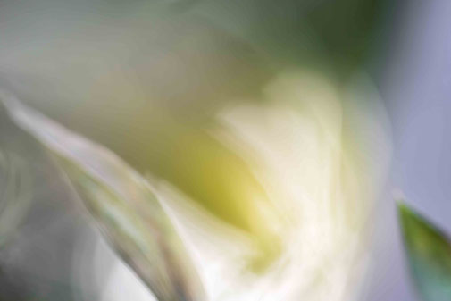 Abstrahierte Naturfotografie