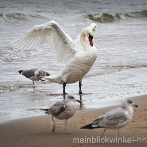 Schwan Möwen Meer Küste Strand Ostsee
