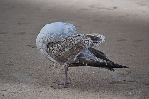 Möwe, Strand Küste Meer Putzen Verstecken Versteckspiel