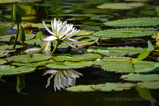 Seerose Teich Wasser Blätter See Schwimmen