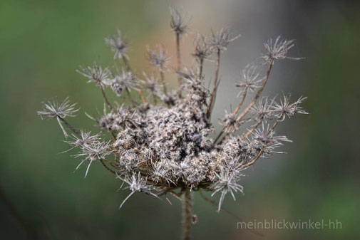 Trockenblume Blüte getrocknete Blüte 