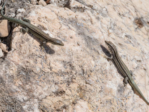 Syntopy of Spanish Wall Lizard and Catalonian Wall Lizard - but who is who?