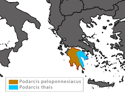 Podarcis peloponnesiacus