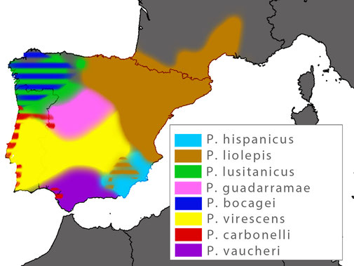 distribution Podarcis hispanicus