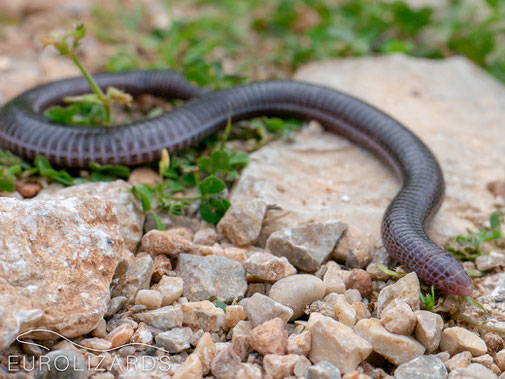 Anatolian Worm Lizard (Blanus strauchi): A strange cousin of the Lacertid Lizards.