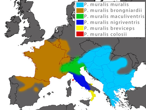 The approximate distribution area of Podarcis muralis (introduced populations, mainly in Central Europe are not mapped).