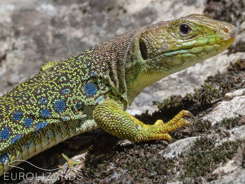 Ocellated Lizard (Timon lepidus) - an iconic, unmistakable species.