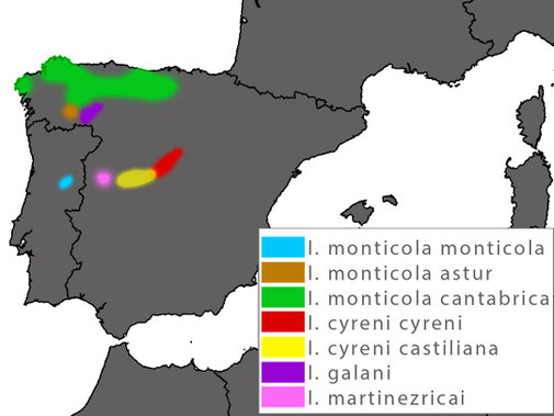 Iberolacerta galani