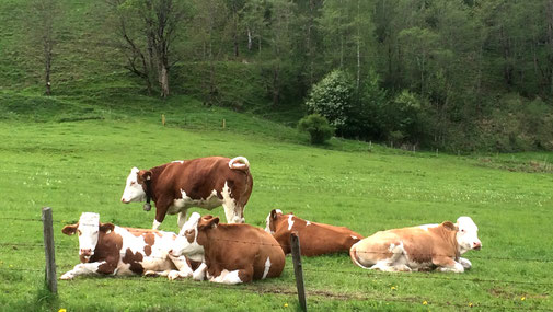Glyphosatverbot - Molkerei Berchtesgadener Land - Kühe auf der Weide - fair4world