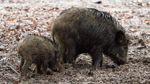 Afrikanische Schweinepest - Wildscheine - fair4world