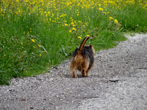 Hundekot auf Wiesen und Weiden - Traveldog -fair4world