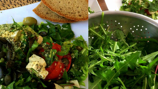 Frischer Löwenzahnsalat - fair4world - fairani