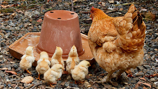 Ostern - Billiger Massenkonsum auf Kosten der Tiere - fairani