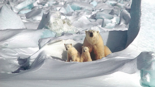 Ende der Eisbären? - Eisbärfamilie Nordpol - fair4world