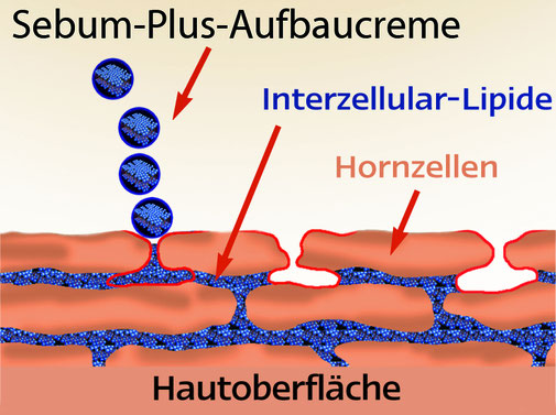 Sehen Sie hier schematisch die Stabilisierung der Hautstruktur  durch Ergänzung des natürlichen  Hautschutzes für eine intakte  Oberfläche.Querschnitt der Hautzellen mit Darstellung der Lipide.