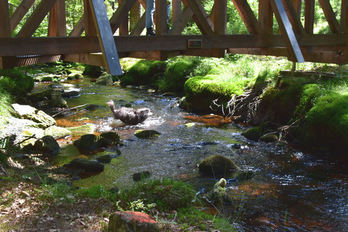 Lady verzichtet auf die Brücke - sie rennt durch den Bach