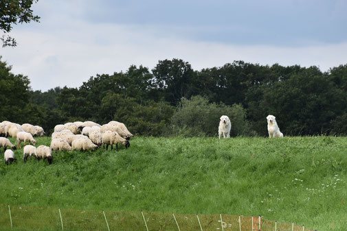 die Schafe waren voller Kletten