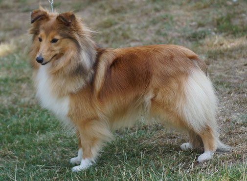 Halani von den Schalksmühler Höhen
