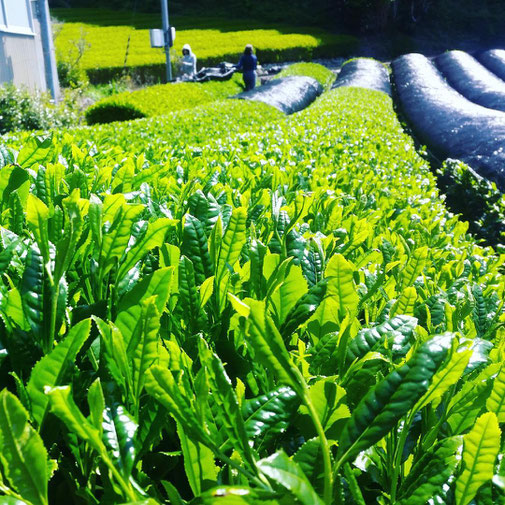 静岡県川根の有機栽培茶　樽脇園　浅蒸し　無農薬　無農薬茶　無化学肥料　オーガニック　オーガニック茶　緑茶　煎茶　山のお茶　八十八夜