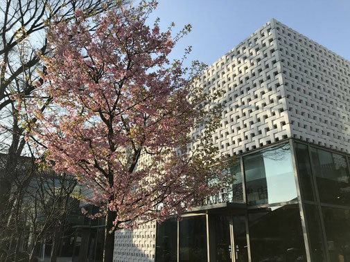 静岡県川根の有機栽培茶　樽脇園　浅蒸し　無農薬　無農薬茶　無化学肥料　オーガニック　オーガニック茶　緑茶　煎茶　山のお茶　代官山朝市　TSUTAYA