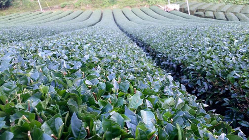 川根　静岡県の有機栽培茶　樽脇園　無農薬　無化学肥料　オーガニック 　10月茶畑