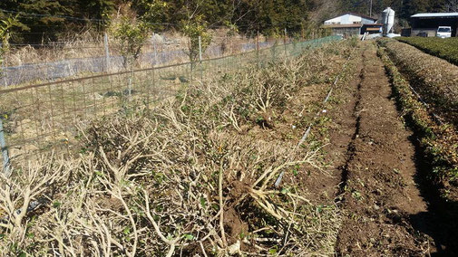 静岡県川根の有機栽培茶　樽脇園　無農薬　無化学肥料　オーガニック　茶園