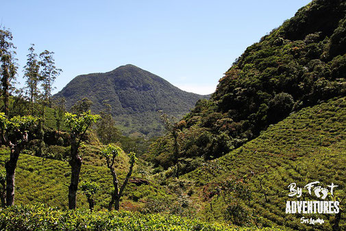 By Foot Adventures, Travel, Sri Lanka, Knuckles, Knuckles Mountain Range, Guided walks, Camp, Adventure, holiday, Wildlife, endemic wildlife, Cloud Forest, Pygmi Forest, Waterfalls, Tea plantage, Climbing, Hikinig, Ceylon Tea 