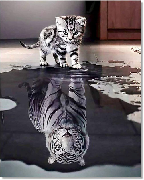 Bougimal Malen Nach Zahlen für Erwachsene - Tiere - ohne Rahmen