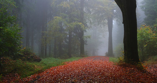 Erzgebirge, Herbst, Nebel, Wald, "Andreas Hielscher Fotografie", Naturwelten