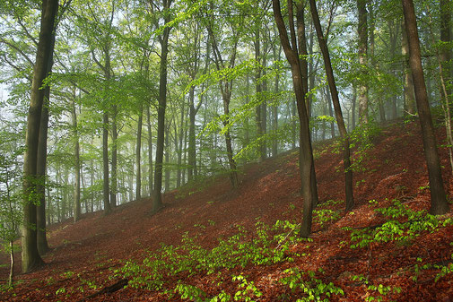 Erzgebirge, Frühling, morgens, Wald, "Andreas Hielscher Fotografie", Naturwelten