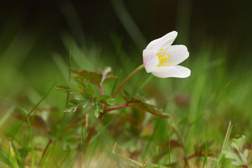 Makro, Erzgebirge, klein, Buschwindröschen Blume, Wildblume, Blüte, "Anemone nemorosa", "Andreas Hielscher Fotografie", Naturwelten
