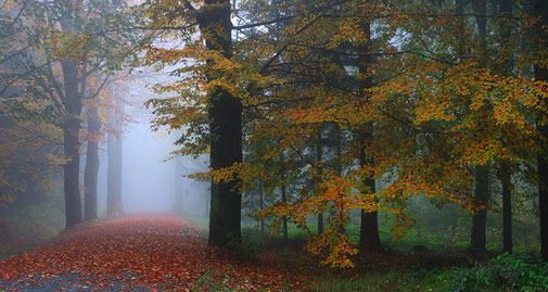 Erzgebirge, Herbst, Nebel, Wald, "Andreas Hielscher Fotografie", Naturwelten