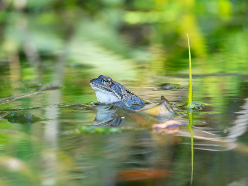 Moorfrosch Elke Dahl