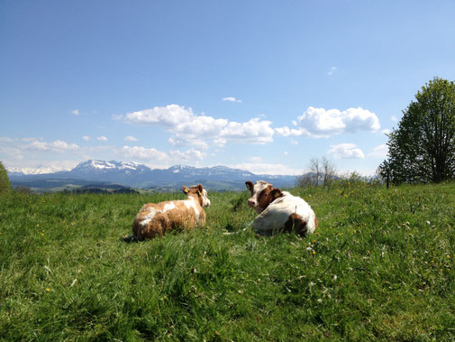 Mutterkuhweide mit Sicht auf Pilatus
