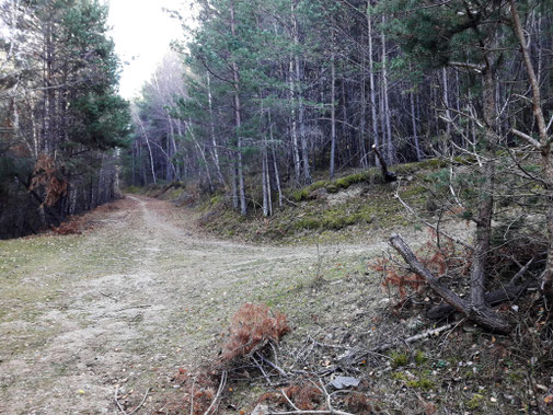 Bicicleta ruta circular tc213 - Boscos Pla de les Forques