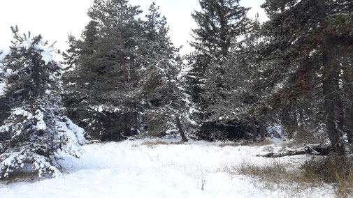 camí a la ruta de raquetes del Petit Canadà