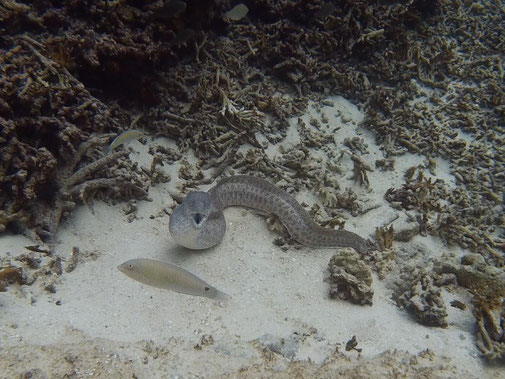 カメラに向かってポーズのウツボ