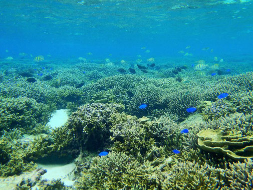 宮古島は岸から数メートルで魚めちゃめちゃいます