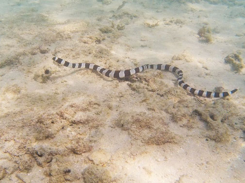 魚だけどシマウミヘビ