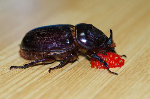 宮古島のカブトムシ タイワンカブト