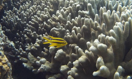 ヒレナガスズメダイ幼魚