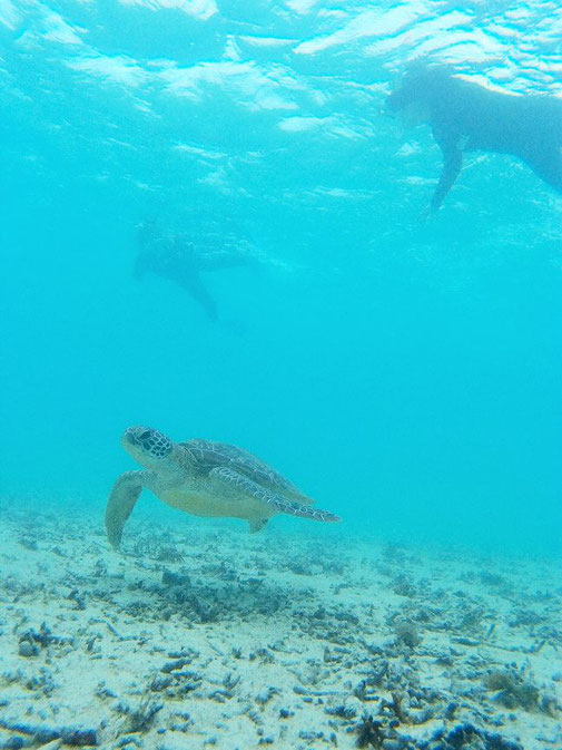 宮古島でのんびりウミガメとシュノーケル