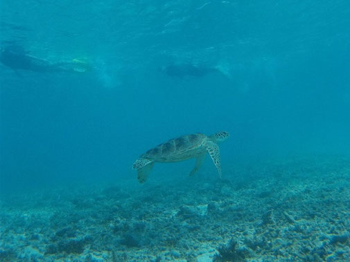 きれいな宮古島の海でウミガメとシュノーケル