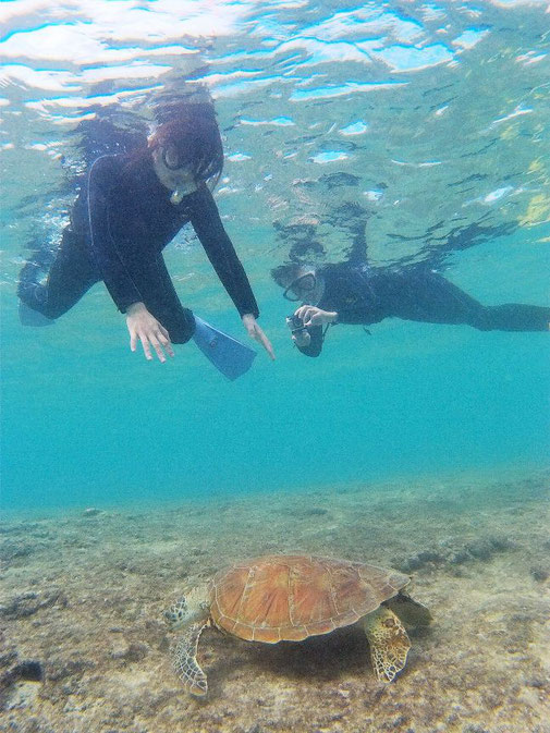 宮古島でウミガメとシュノーケル